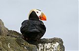 Tufted Puffin